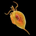 Trichomonas vaginalis protozoan Royalty Free Stock Photo