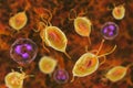 Trichomonas vaginalis protozoan Royalty Free Stock Photo