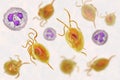 Trichomonas vaginalis protozoan Royalty Free Stock Photo