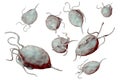 Trichomonas vaginalis protozoan