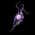 Trichomonas vaginalis protozoan Royalty Free Stock Photo