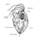 Trichomonas vector hand drawn diagram