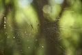 Golden silk orb-weaver, Trichonephila clavipes, formerly Nephila clavipes Royalty Free Stock Photo