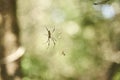 Golden silk orb-weaver, Trichonephila clavipes, formerly Nephila clavipes Royalty Free Stock Photo