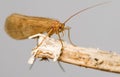 Trichoptera Royalty Free Stock Photo