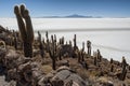 Trichoreceus Cactus on Isla Incahuasi Isla del Pescado in the middle of the world`s biggest salt plain Salar de Uyuni, Bolivia Royalty Free Stock Photo