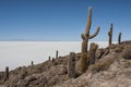 Trichoreceus Cactus on Isla Incahuasi Isla del Pescado in the middle of the world`s biggest salt plain Salar de Uyuni, Bolivia