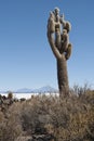 Trichoreceus Cactus on Isla Incahuasi Isla del Pescado in the middle of the world`s biggest salt plain Salar de Uyuni, Bolivia