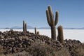 Trichoreceus Cactus on Isla Incahuasi Isla del Pescado in the middle of the world`s biggest salt plain Salar de Uyuni, Bolivia