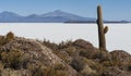 Trichoreceus Cactus on Isla Incahuasi Isla del Pescado in the middle of the world`s biggest salt plain Salar de Uyuni, Bolivia