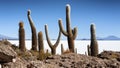 Trichoreceus Cactus on Isla Incahuasi Isla del Pescado in the middle of the world`s biggest salt plain Salar de Uyuni, Bolivia