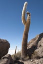 Trichoreceus Cactus on Isla Incahuasi Isla del Pescado in the middle of the world`s biggest salt plain Salar de Uyuni, Bolivia