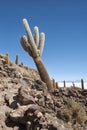 Trichoreceus Cactus on Isla Incahuasi Isla del Pescado in the middle of the world`s biggest salt plain Salar de Uyuni, Bolivia