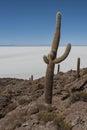 Trichoreceus Cactus on Isla Incahuasi Isla del Pescado in the middle of the world`s biggest salt plain Salar de Uyuni, Bolivia