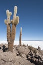 Trichoreceus Cactus on Isla Incahuasi Isla del Pescado in the middle of the world`s biggest salt plain Salar de Uyuni, Bolivia