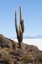 Trichoreceus Cactus on Isla Incahuasi Isla del Pescado in the middle of the world`s biggest salt plain Salar de Uyuni, Bolivia