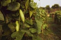 Trichosanthes dioica, also known as pointed gourd. It is a vegetable and plant with leaves in the field. It is a dioecious vine