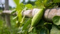 Trichosanthes dioica, also known as pointed gourd, is a vine plant in the family Cucurbitaceae Royalty Free Stock Photo