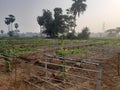 Pointed gourd Macha in a field Royalty Free Stock Photo