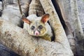 Trichosurus vulpecula, common brushtail possum, Australia