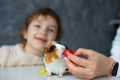 Trichromatic guinea pig sit on table closeup and eat from female hand, selective focus. Happy little girl of Royalty Free Stock Photo