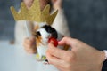Trichromatic guinea pig sit on table closeup and eat from female hand, selective focus. Shiny golden crown over animal Royalty Free Stock Photo