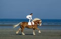 Trick Riding with Haflinger Horse, Deauville`s Beach in Normandy, France R