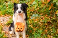 Trick or Treat concept. Funny puppy dog border collie holding pumpkin basket in mouth sitting on fall colorful foliage Royalty Free Stock Photo