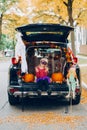 Trick or trunk. Child girl celebrating Halloween in trunk of car. Kid with red pumpkins celebrating traditional October holiday