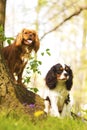 Trick with two fun cavalier king charles spaniel puppy