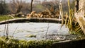 A trickle of water falls into a old round tub of mossy stone. Royalty Free Stock Photo