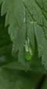 A trickling drop on a raspberry leaf. A drop of rain on a wet green raspberry leaf. Beautiful rainwater drops on a green leaf