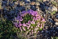 Tricks of mountain flowers, Norway