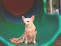 Tricky brown Chihiahua dog with leash sitting on green playground equipment, looking sideway to camera