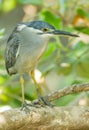 Tricky eye of Little Heron Royalty Free Stock Photo