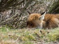 Tricky red fox (Vulpes vulpes) ready to ambush