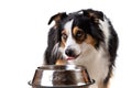 Tricolor Australian Shepherd Dog Eating