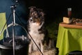 Tricolor Australian Shepherd dog sits next to a campfire and table with food and drink. At the campsite at night in