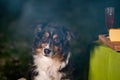 Tricolor Australian Shepherd dog sits next to a campfire and table with food and drink. At the campsite at night in