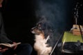 Tricolor Australian Shepherd dog sits next to a campfire and table with food and drink. At the campsite at night in Royalty Free Stock Photo