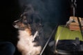 Tricolor Australian Shepherd dog sits next to a campfire and table with food and drink. At the campsite at night in Royalty Free Stock Photo