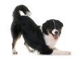 Tricolor australian shepherd