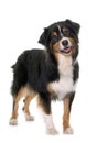 Tricolor australian shepherd