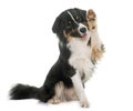 Tricolor australian shepherd