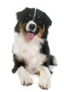 Tricolor australian shepherd