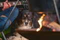 A tricolor Australian Shepherd looks over the campfire, listens to guitar music. Part of a woman she plays guitar in