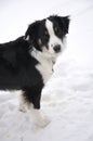 Tricolor Australian Shepherd on the Snow