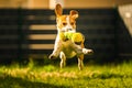 Tricolor beagle dog fetching a riped toy and running towards camera fast