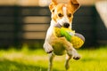 Tricolor beagle dog fetching a riped toy and running towards camera fast