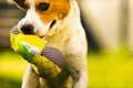 Tricolor beagle dog fetching a riped toy and running towards camera fast